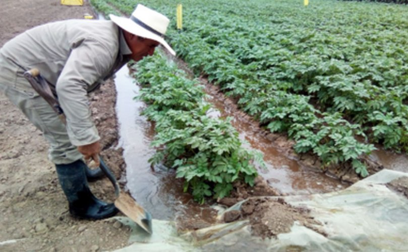 Studying The Potato's Water Needs for More Efficient Irrigation