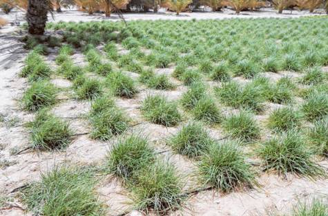 New irrigation system saves 46% water in Abu Dhabi
