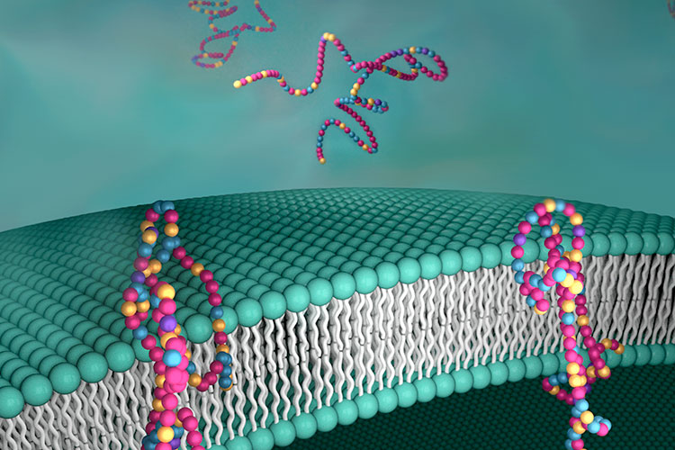 New discovery makes it easier to design synthetic proteins that rival their natural counterparts