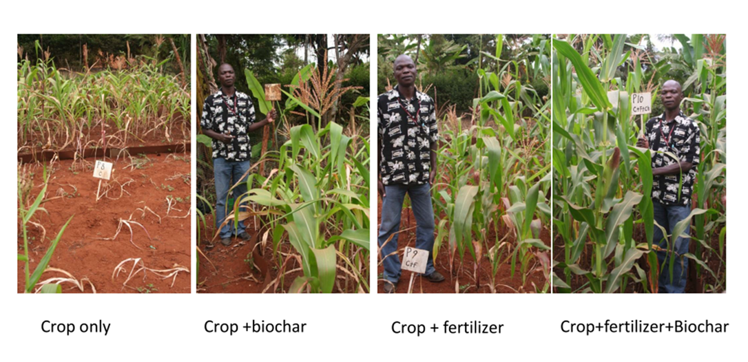 Biochar improves crop growth and climate