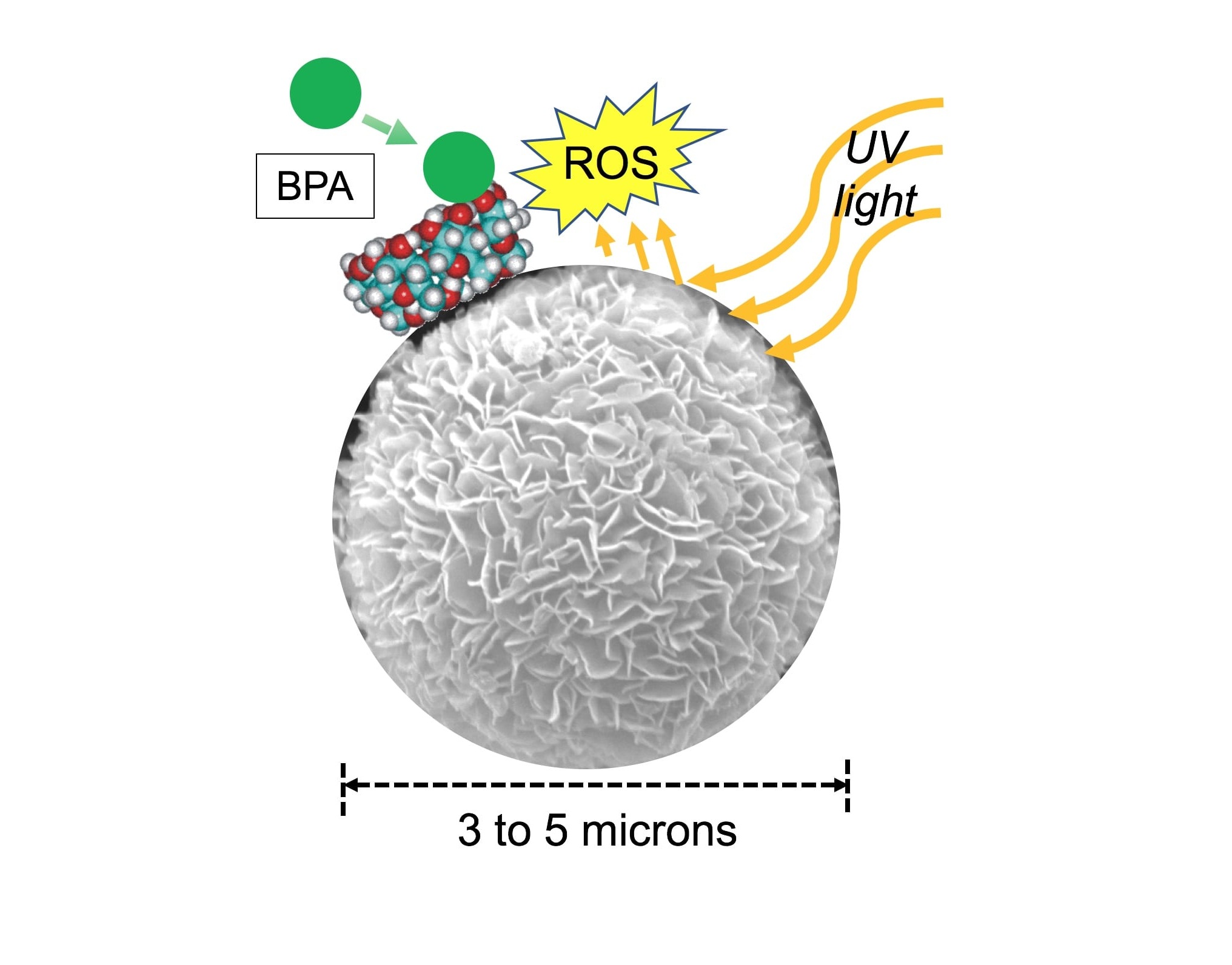 Reusable Water-treatment Particles Effectively Eliminate BPA