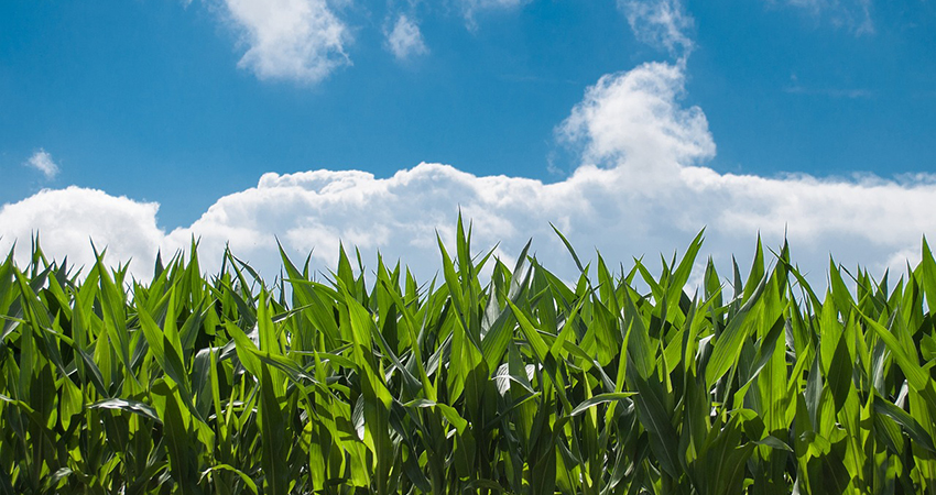 Smart irrigation saves water with state-of-the-art technology