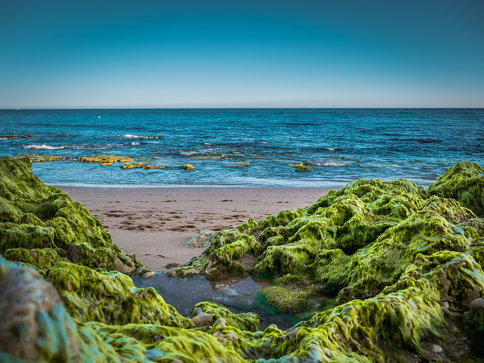 Some Atlantic Beaches to Face Onslaught of Pesky Seaweed for the Foreseeable Future