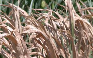 Institutes from India, Nebraska to Collaborate in Drought Research