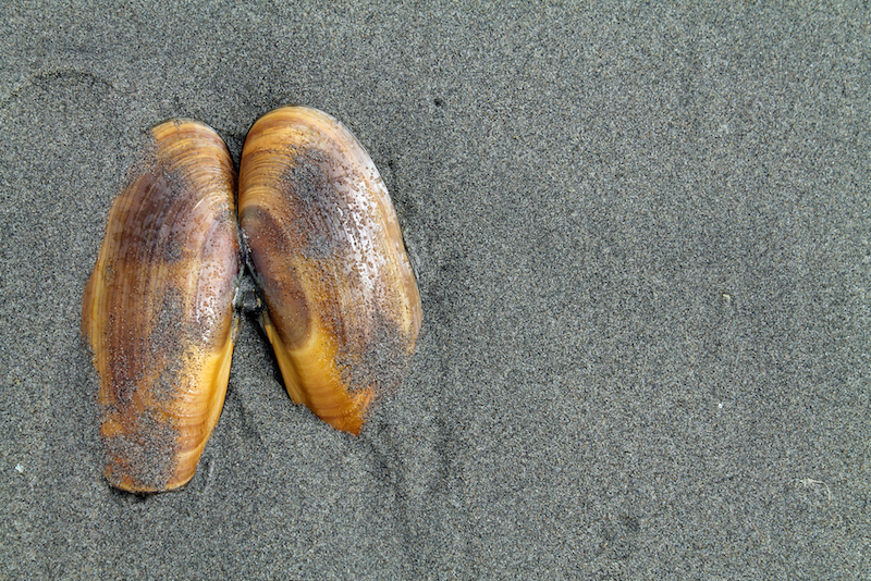 Hazardous Marine Toxin Could Rise with Warming Water