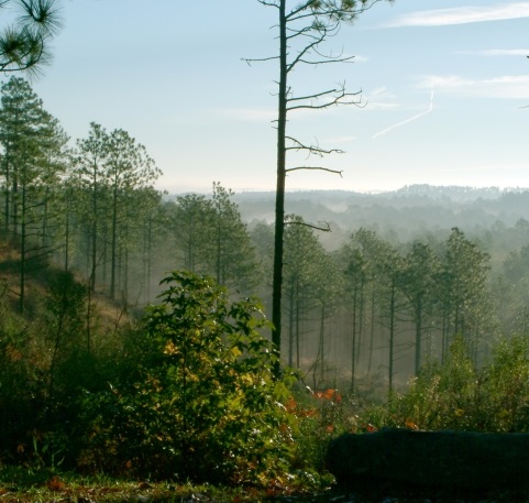 More Productive U.S. National Forests and Grasslands Could Yield Less Water in a Future Climate