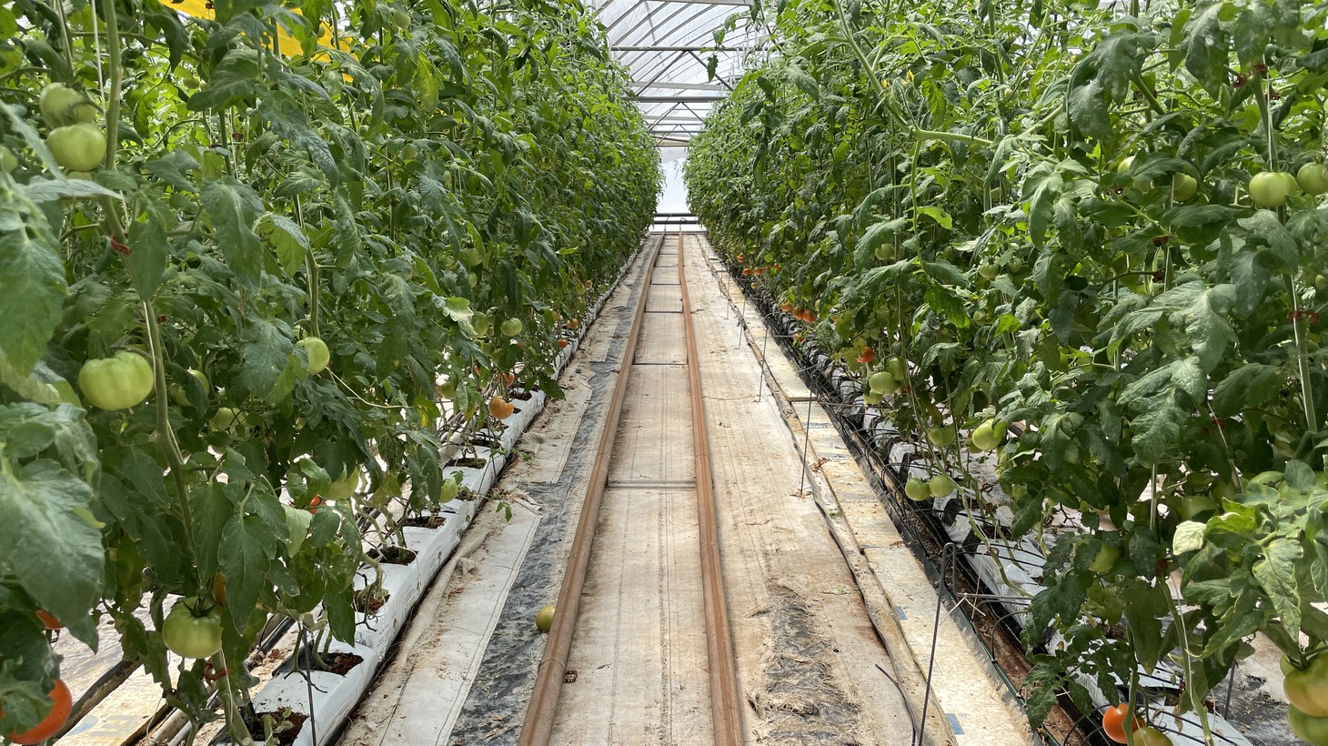 Greenhouse tomatoes use less water. Why aren&rsquo;t there more? | Greater LA