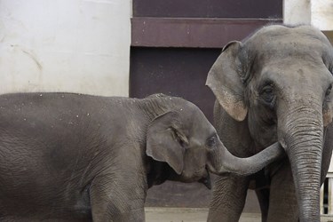 Elephants Will Not Drink Recycled Water In Denver