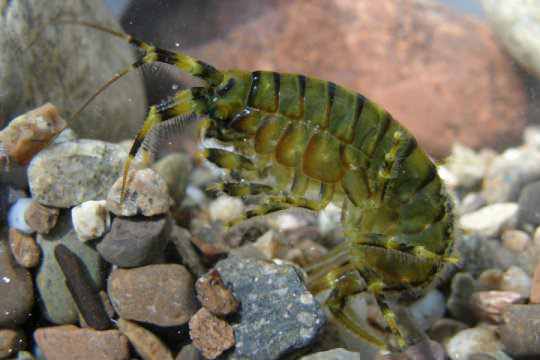 Research at Lake Baikal for the Protection of a Unique Ecosystem