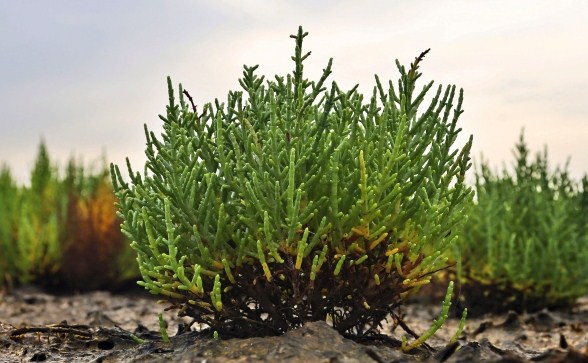 Salt-tolerant Plants as Crops of the Future