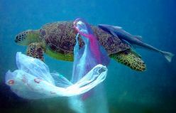 California Legislators About Plastic Pollution