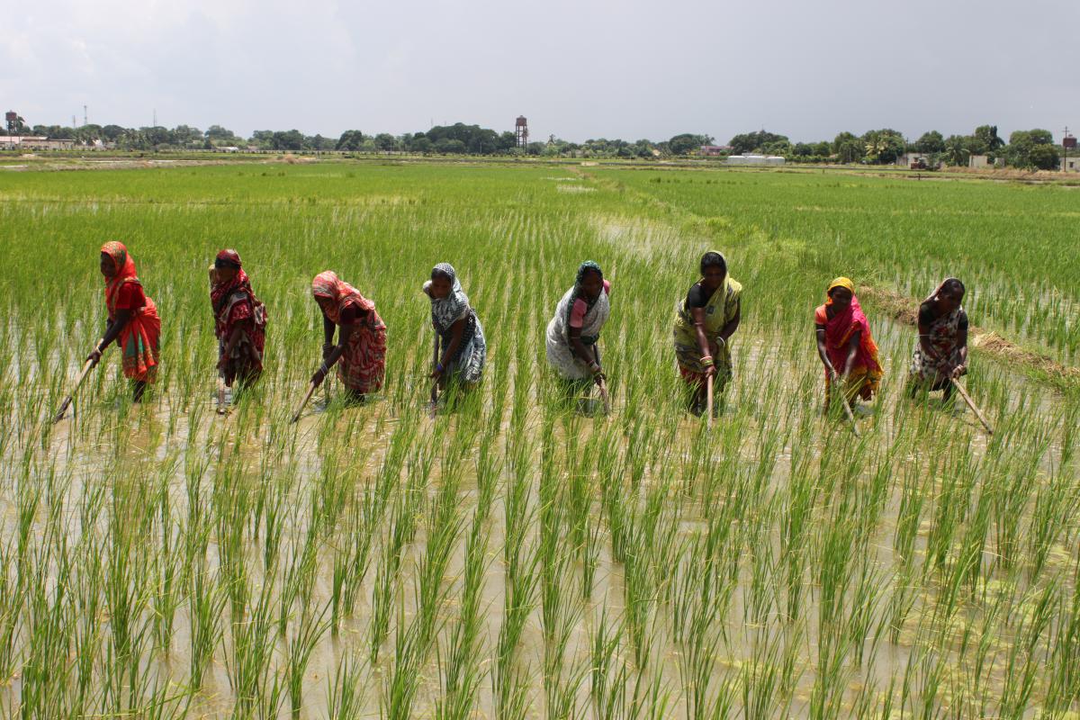 Rice farmer grows crop with 60% less water