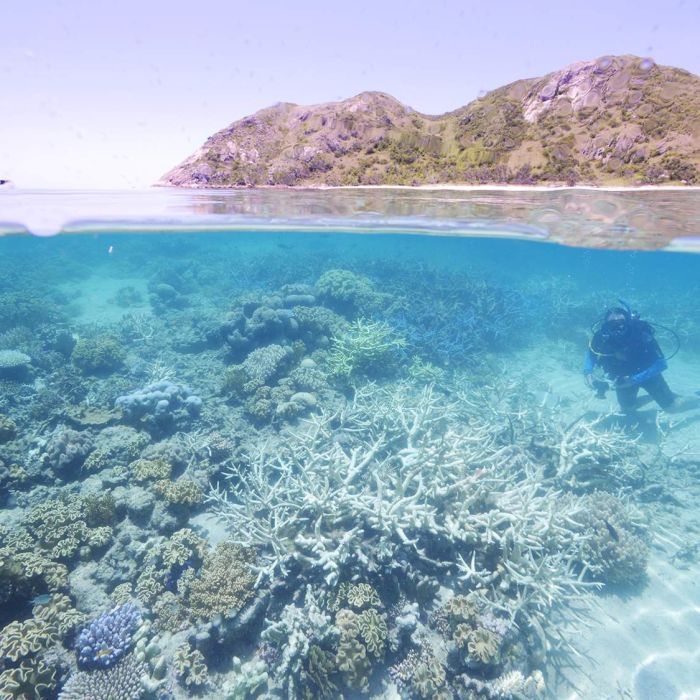 Barrier Reef coral bleaching threat level increased