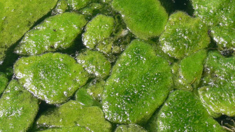 Ultrasonic Algae Control