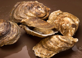 First Measurement of Nitrogen Removal by Local Shellfish