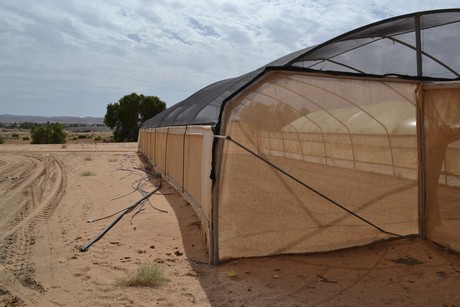 Growing with Brackish Water in the Desert