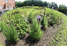 Plattsburgh's Bio-pond to Battle Runoff Pollution