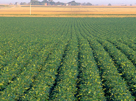 Genetically Modified Crops Not Reducing Soil Erosion 