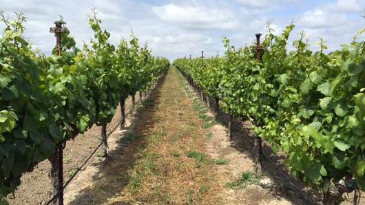 Wine from Wastewater