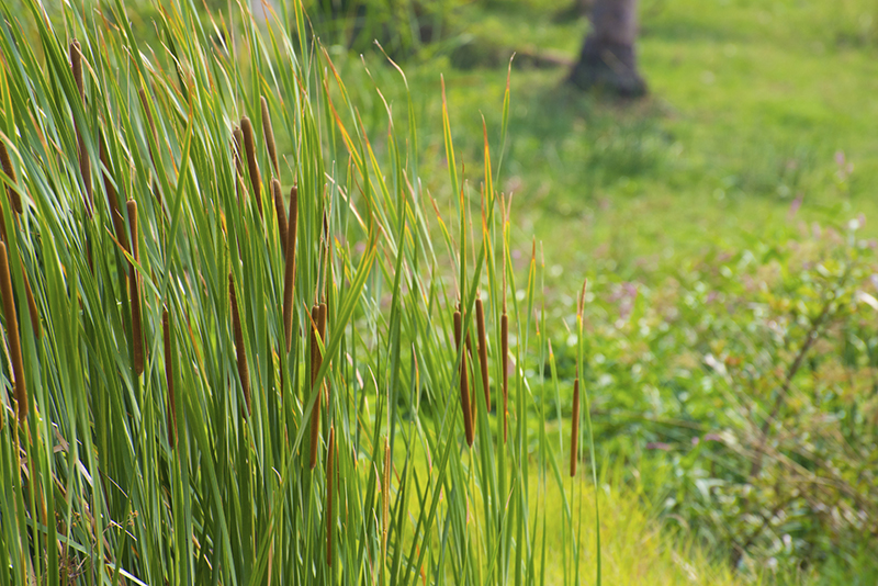 Growing Switchgrass for Biofuel Can Improve Water Quality