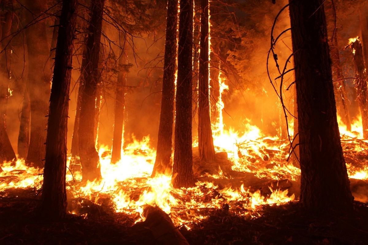 Last week, Fast Company &nbsp;published a quite interesting articles&nbsp;on the Amazon fires. Check it out here:&nbsp; How companies are trying...