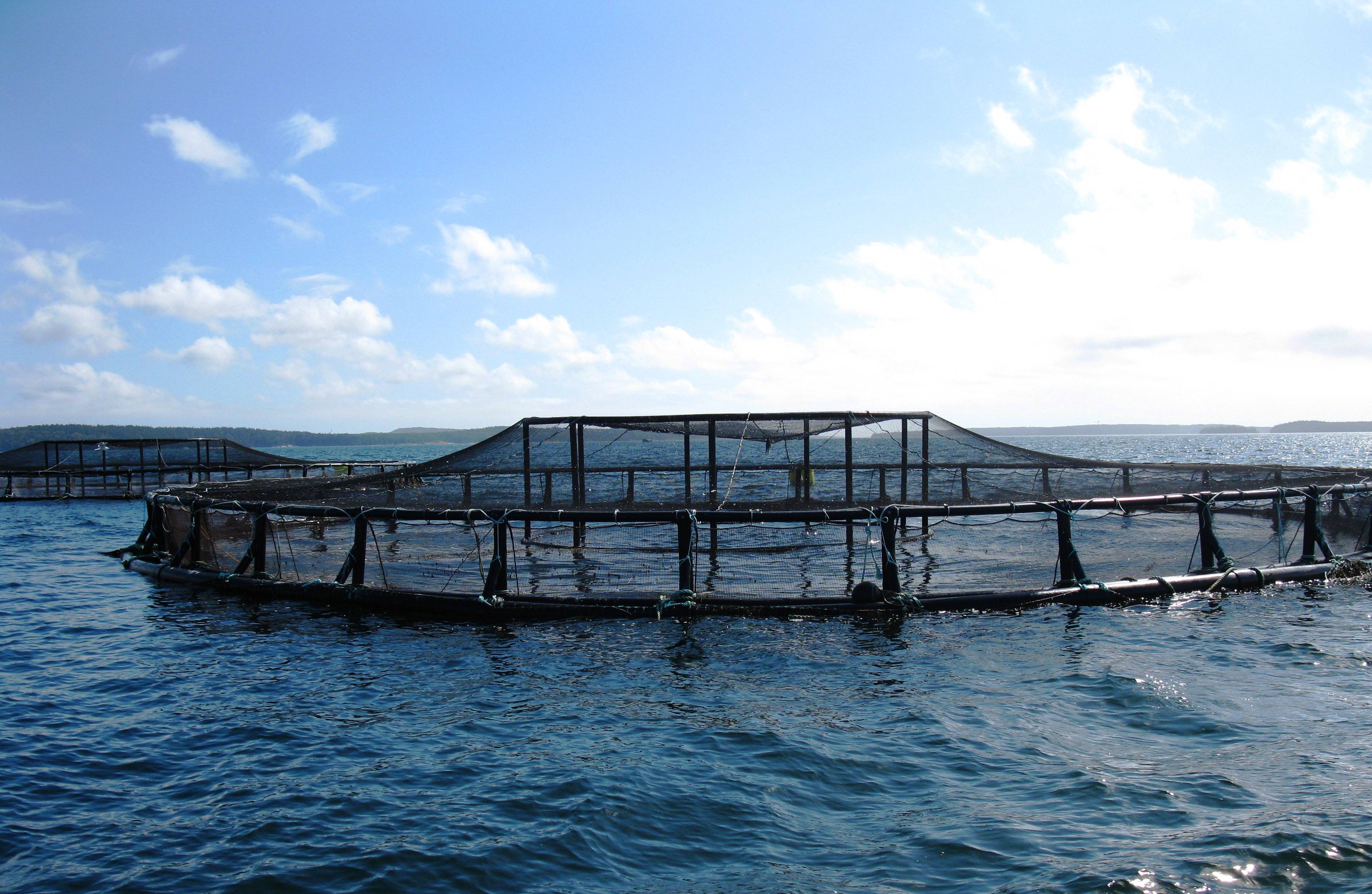 Climate Change, Population Growth May Lead to Open Ocean Aquaculture