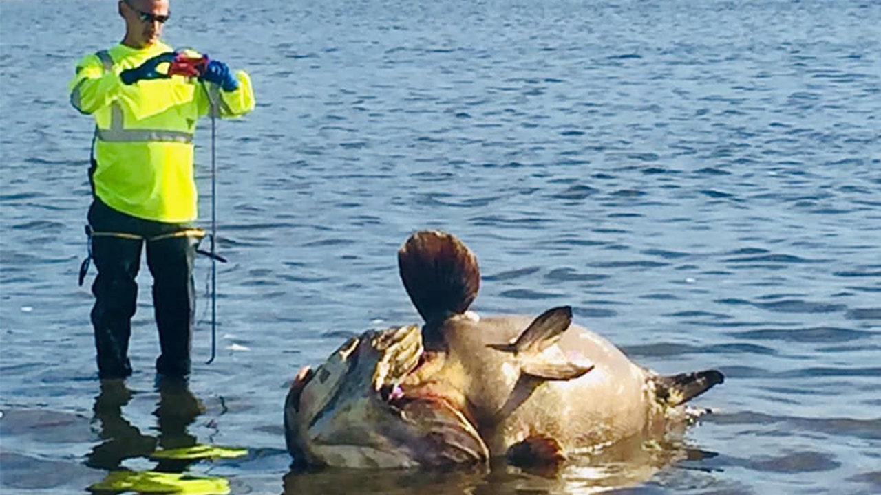 Dead groupers appear along St. Pete coast as city experiences massive fish kill