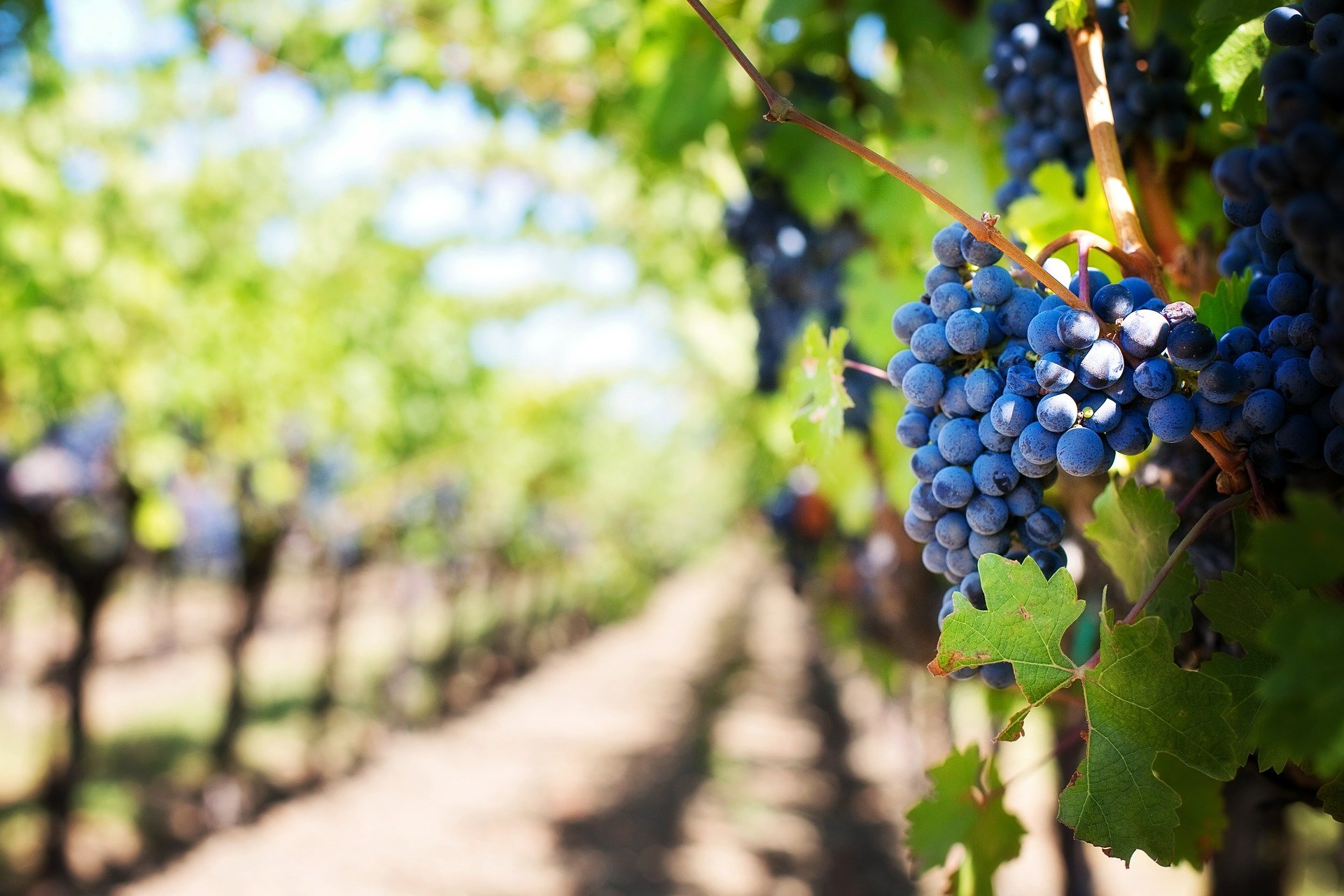 Ten-year Study Shows Just How Dry Grapevines Can Get Before They Die Due To Drought