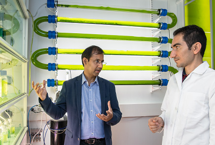 Microalgae: Green Gold of the Future Able to Clean Wastewater and Produce Bioenergy