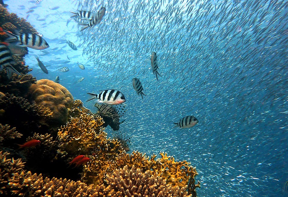Polluted Groundwater Likely Contaminated South Pacific Ocean Coral Reefs for Decades