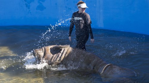 NASA Joins Efforts To Save Manatees By Improving Water Quality - Flipboard