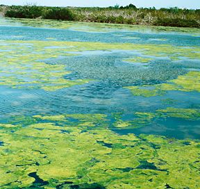 Solar Buoy Controlling Toxic Algal Blooms