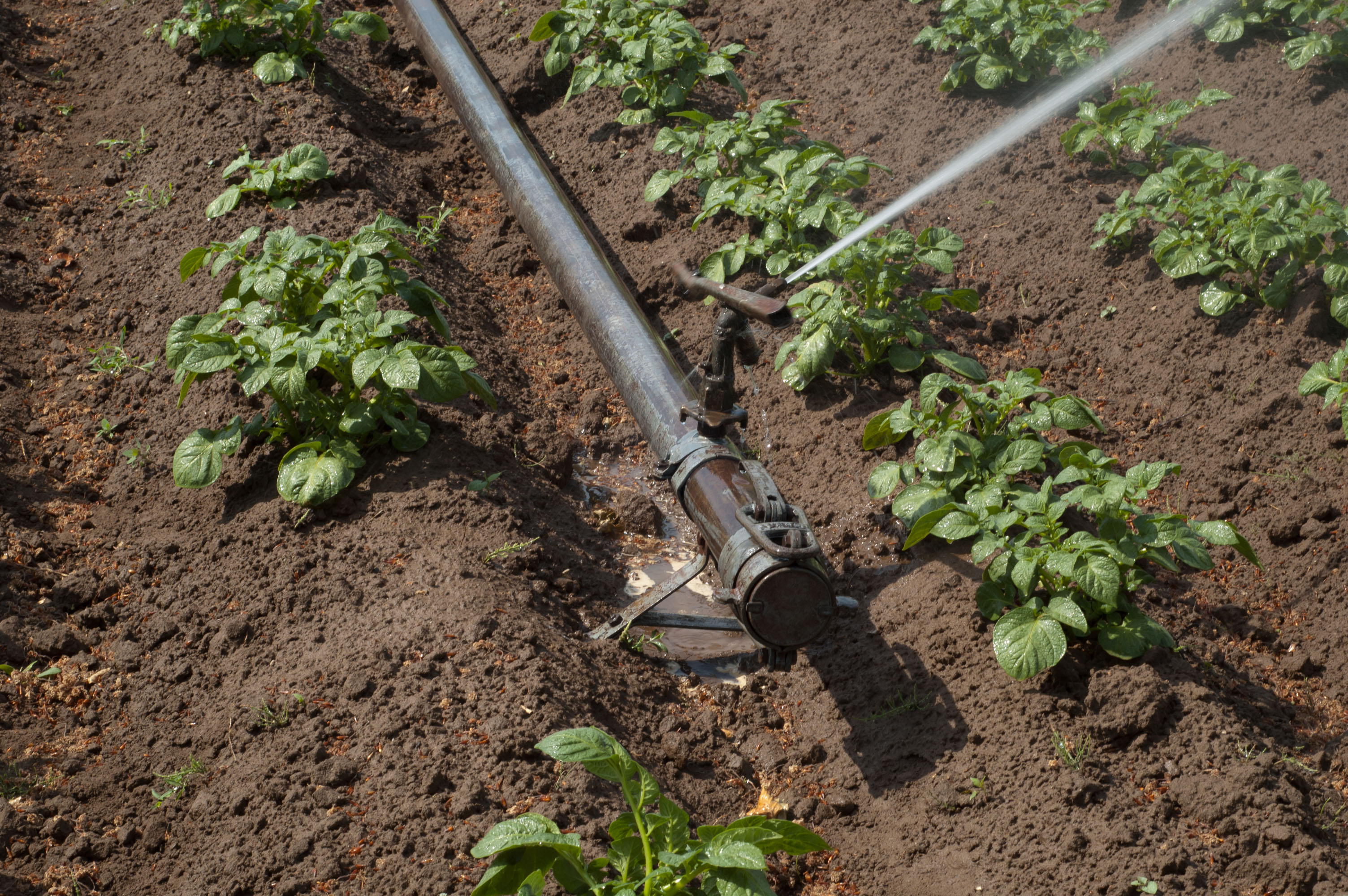 New Water-saving Irrigation System Tested