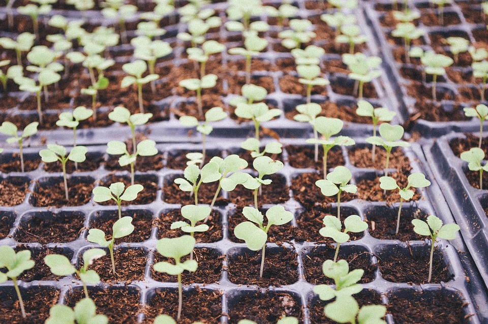 Researchers Find Novel Insights into Soil Biodiversity, Earth’s Global Engine