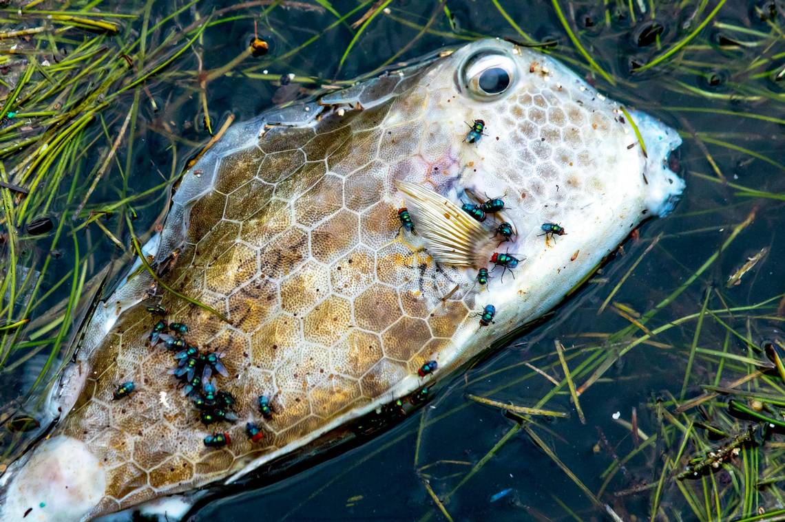 FIU will employ high-tech computer modeling to track Biscayne Bay&rsquo;s pollution problems It&rsquo;s no mystery what has triggered the algae blooms, ...