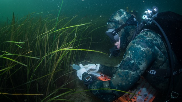 Harmful Vibrio Bacteria Removed From Sea by Seagrass Meadows