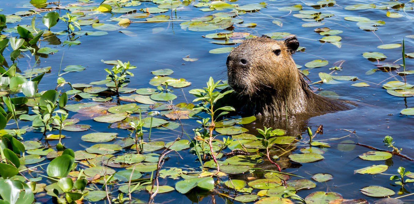 Earth has lost one-fifth of its wetlands since 1700&mdash;but most could still be savedLike so many of the planet&#039;s natural habitats, wetlands have ...