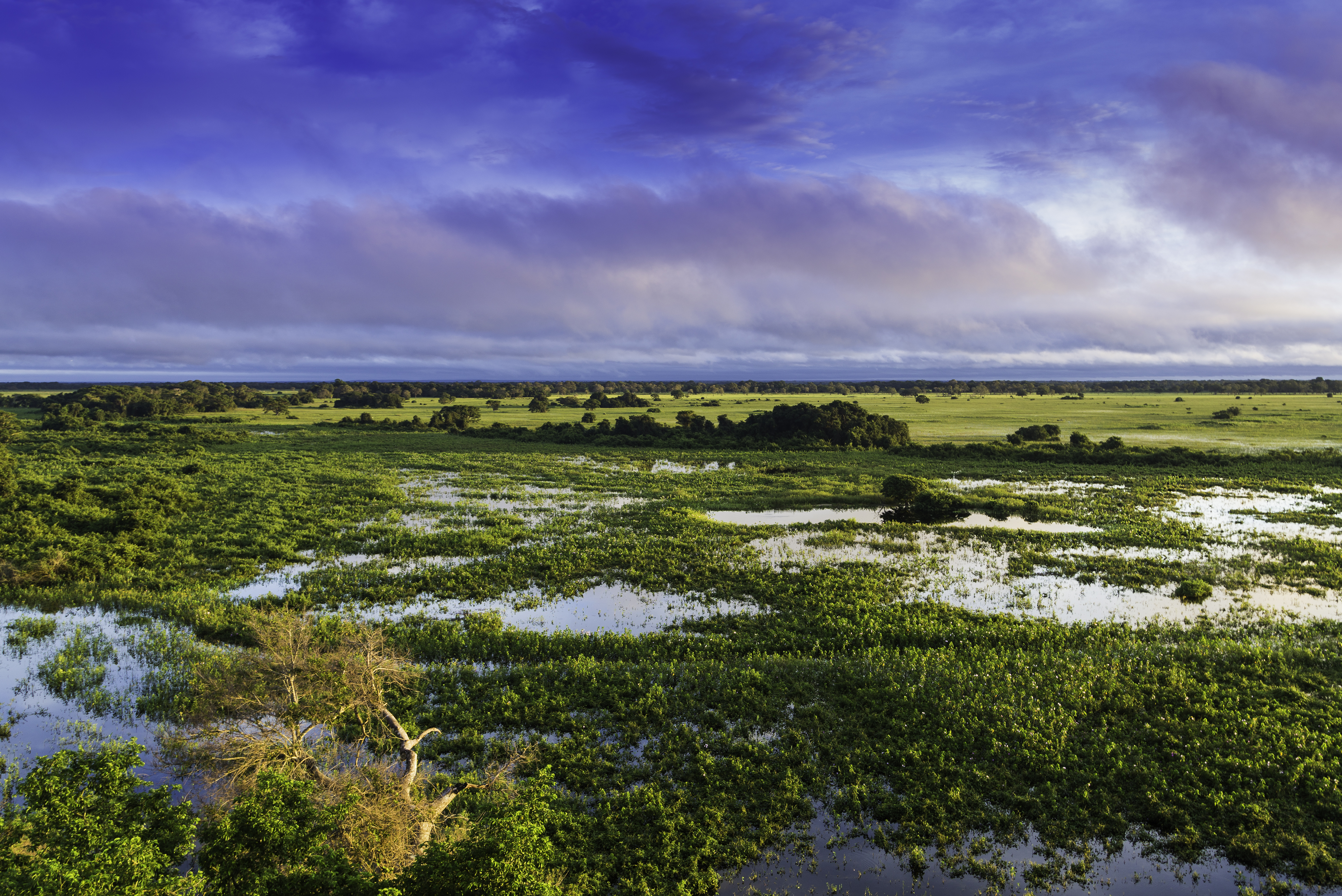 Hydroelectric Dams Threaten Pantanal - One of the World's Great Wetland