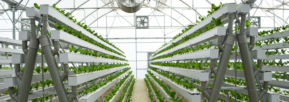 Hydroponics to Save Water
