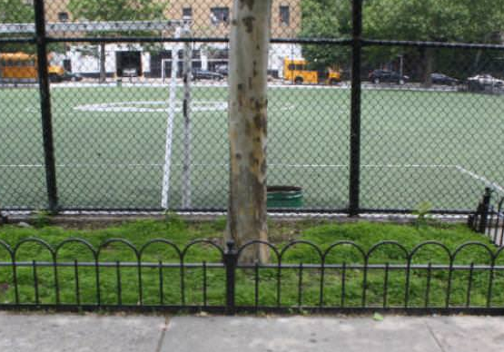 Adding Protective Barriers Around Street Trees Could Reduce Load on City Sewers