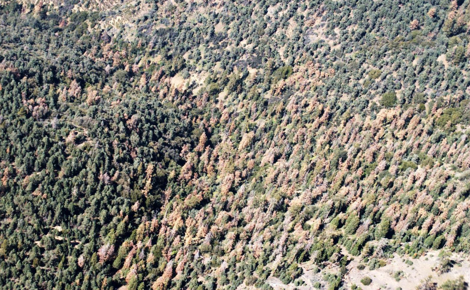 102 Million Dead California Trees 'Unprecedented in Our Modern History'