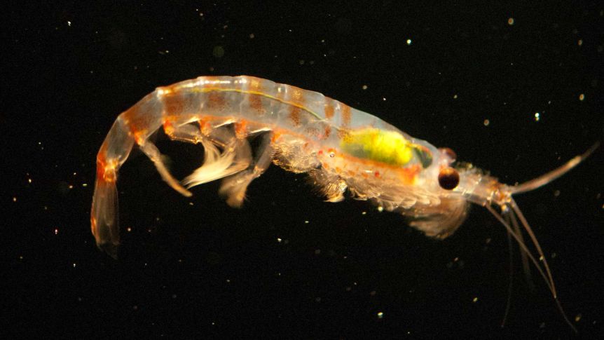 Krill's plastic digestion skills 'mind-blowing' for Australian scientists