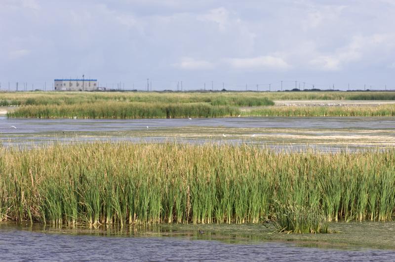 Controlling Phosphorus in the Everglades