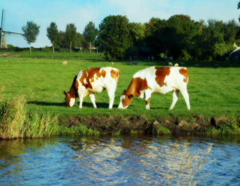 How Much Water Do Dairy Farms Consume?