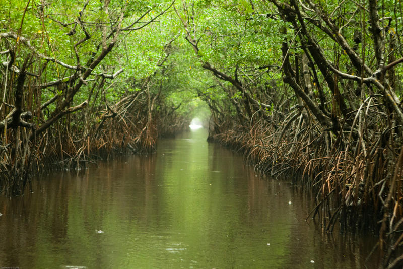 Global Warming Will Increase Rainfall in Earth's Tropical Regions