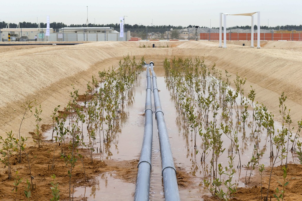 Masdar Trials Desert Fish Farms and Biofuels Grown with Seawater