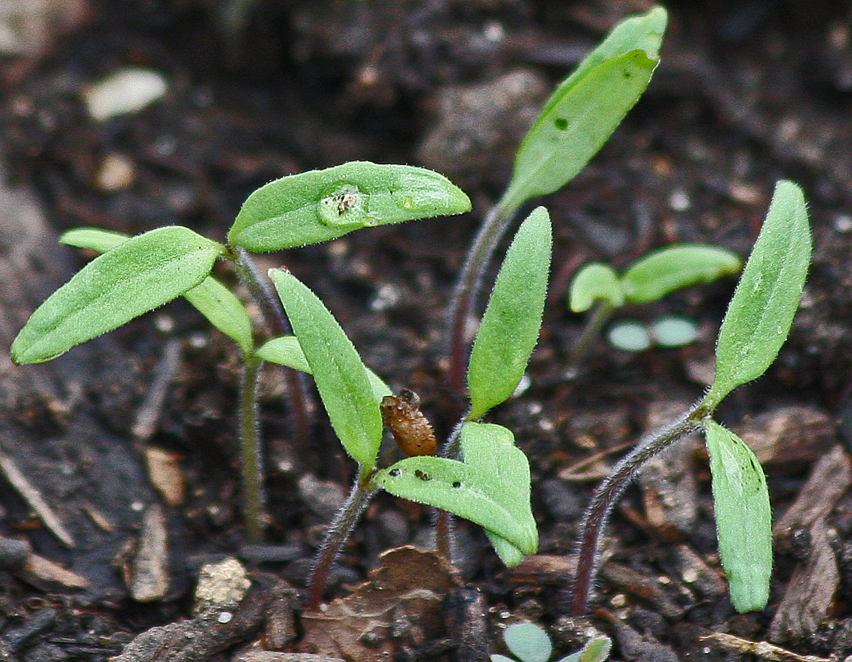 App Tracks Soil Moisture