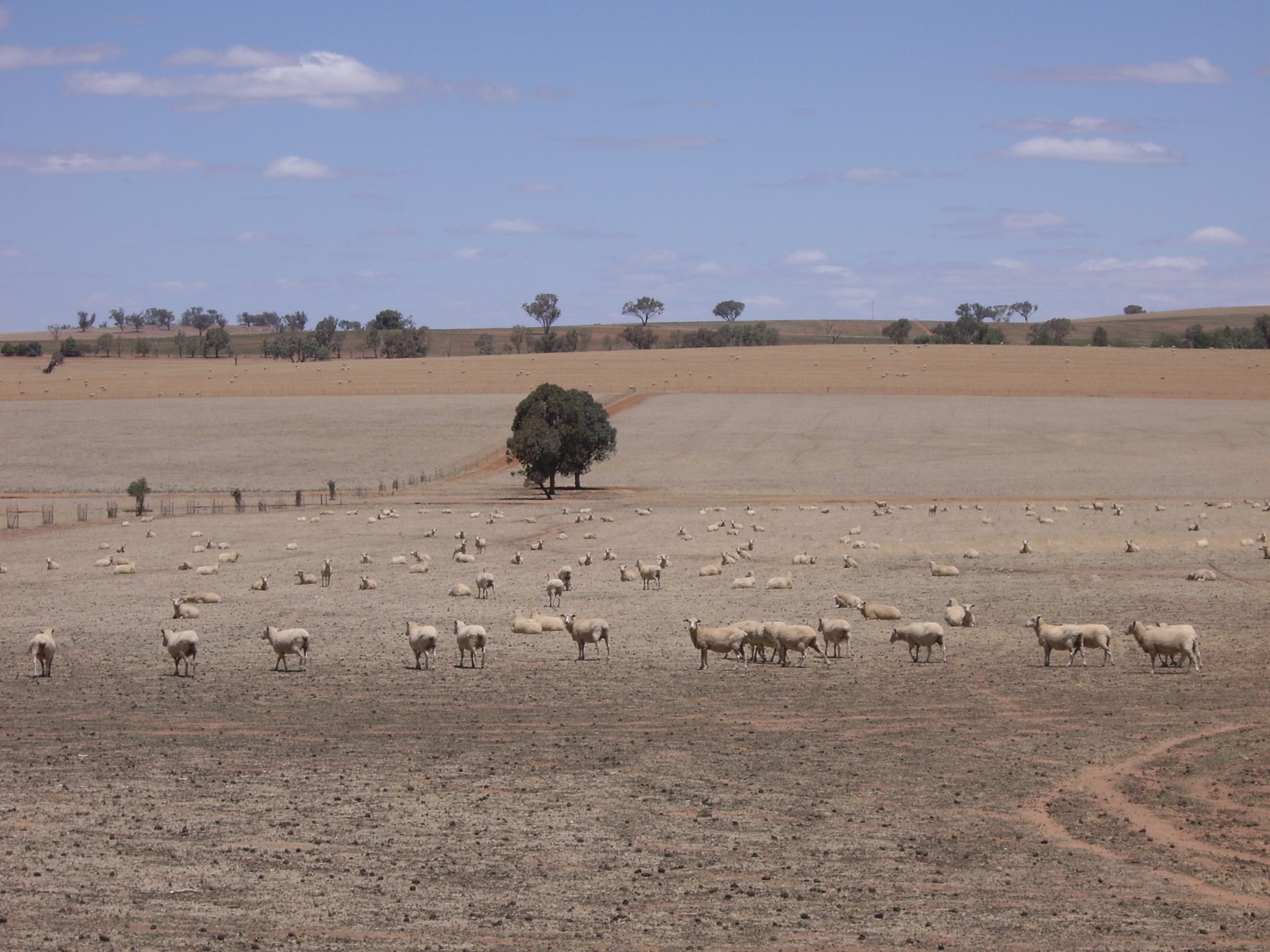 Australia: Struggle to Invest Amid Drought Risk