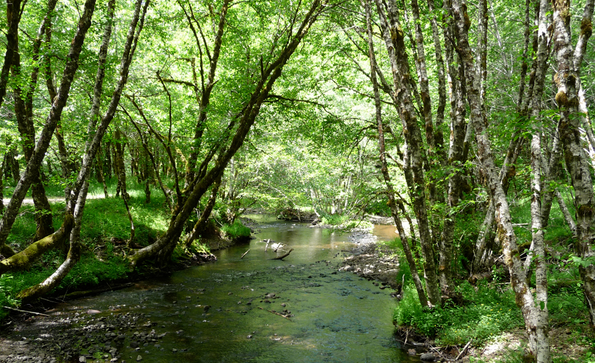 Apple Conserving Forest