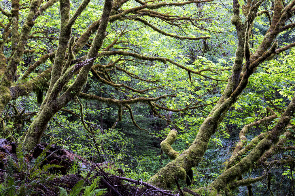 Study Shows ​Climate and ​Environmental ​Value of ​Earth's ​Intact Forests ​